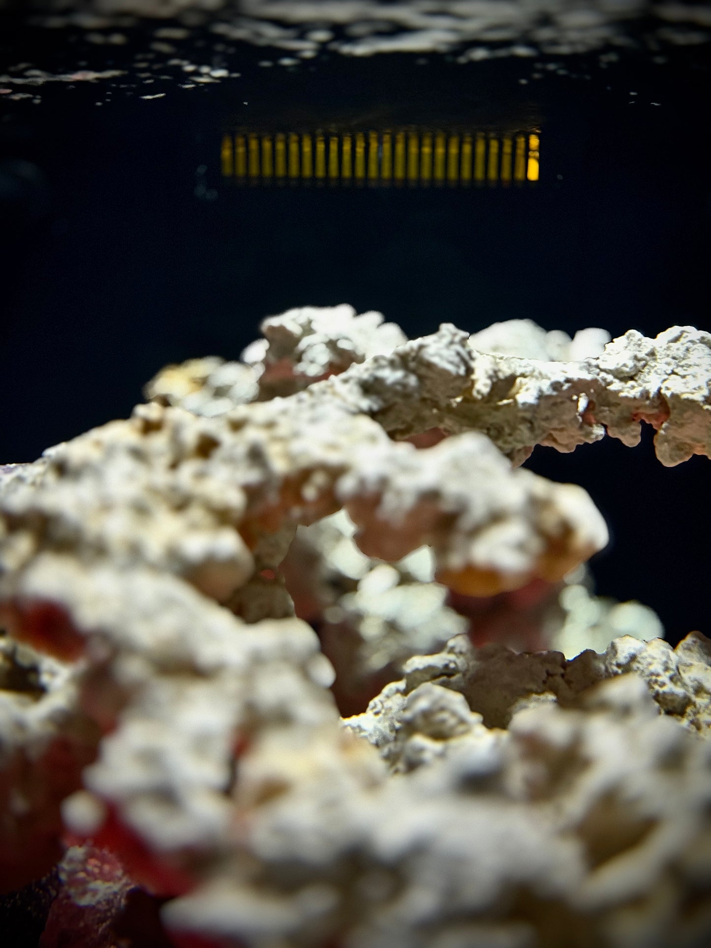 Lituya Bay 155

60” × 30” × 20” · ~155 Gallons Display